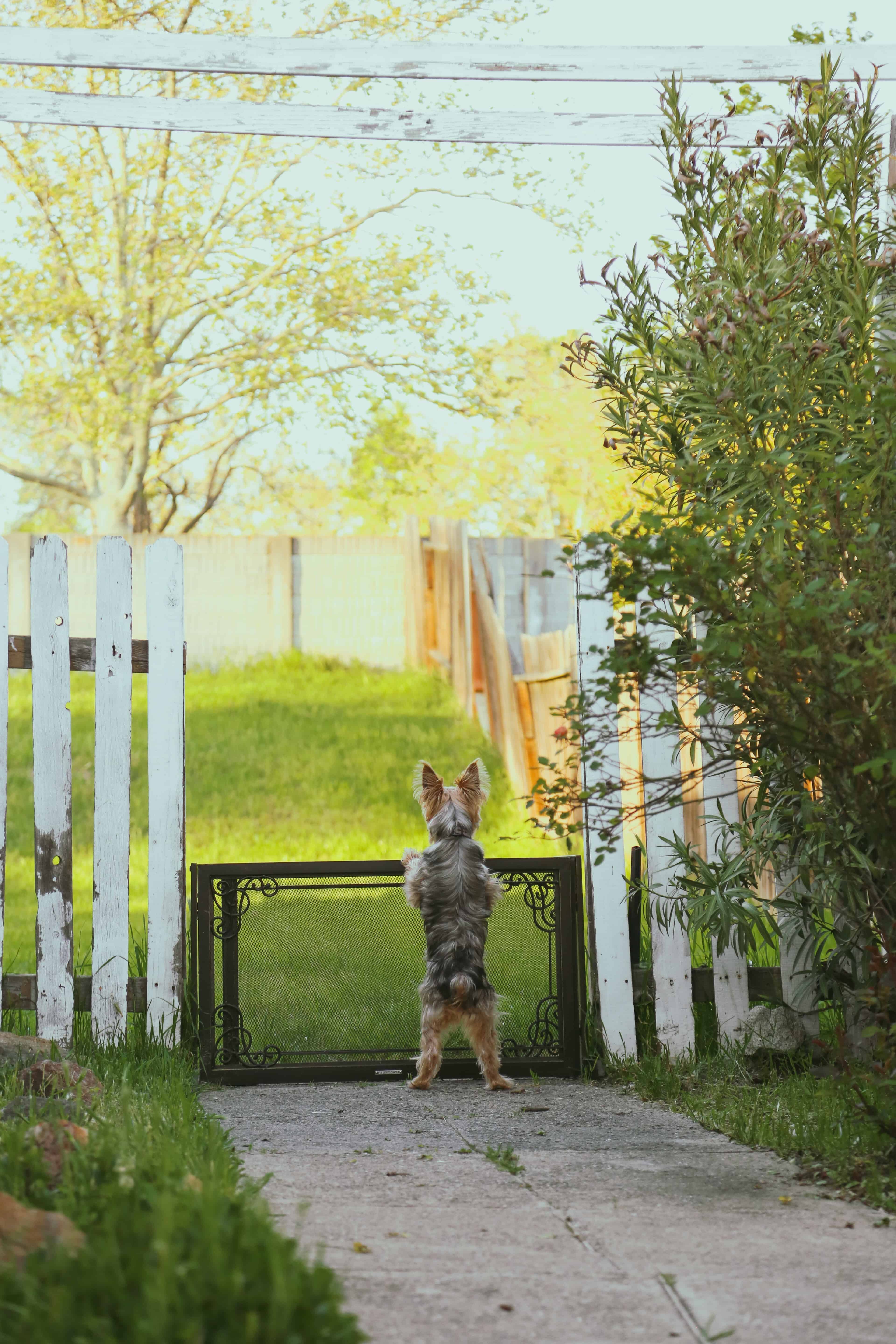 Decorative Pet Gate 